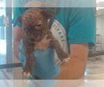 Small Staffordshire Bull Terrier