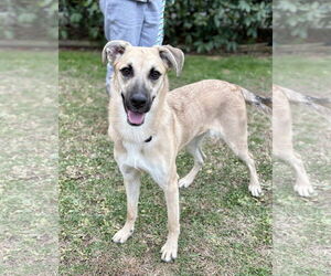 Mutt Dogs for adoption in Spring Lake, NJ, USA