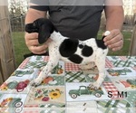 Puppy Puppy 5 German Shorthaired Pointer