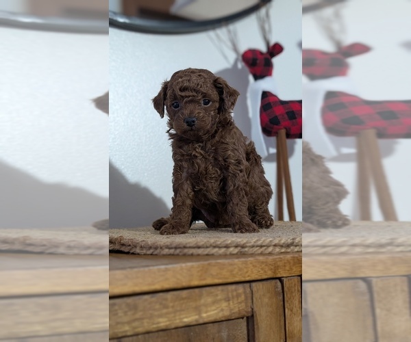 Medium Photo #15 Poodle (Miniature) Puppy For Sale in GOSHEN, IN, USA