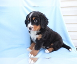 Small Photo #4 Bernese Mountain Dog Puppy For Sale in SHILOH, OH, USA