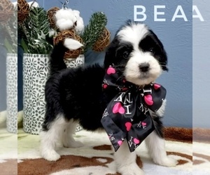 Sheepadoodle Puppy for sale in CEDAR GAP, MO, USA