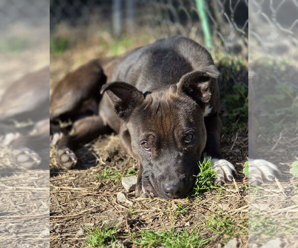 Medium Photo #2 Mutt Puppy For Sale in Anniston, AL, USA