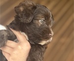 Small #6 Havanese