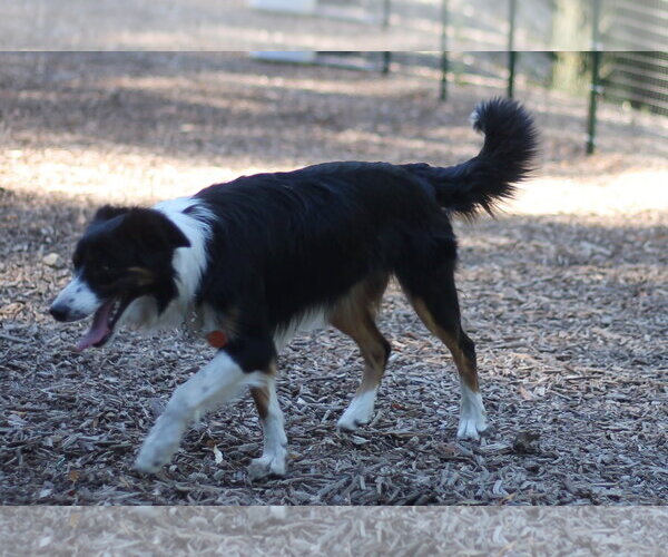 Medium Photo #2 Border Collie Puppy For Sale in Paso Robles, CA, USA