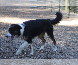 Tri - Female Border Collie Dog for Adoption - Photo #2
