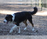Small Photo #2 Border Collie Puppy For Sale in Paso Robles, CA, USA