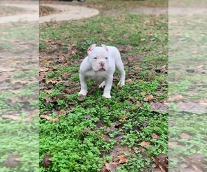American Bully Puppy for sale in MOUNT OLIVE, AL, USA