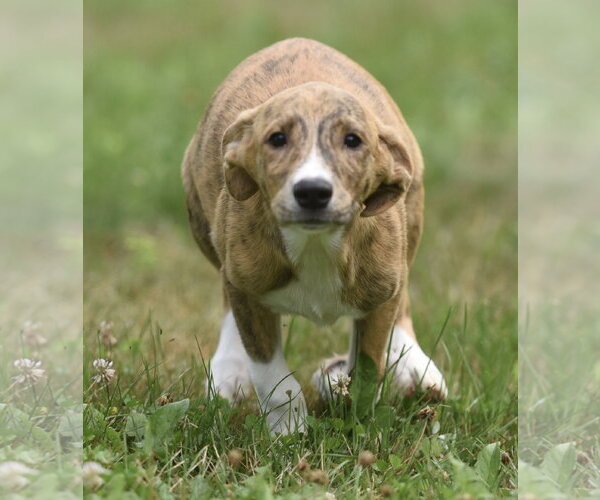 Medium Photo #2 Plott Hound-Unknown Mix Puppy For Sale in Mechanicsburg, PA, USA