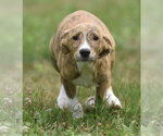 Small #1 Plott Hound Mix