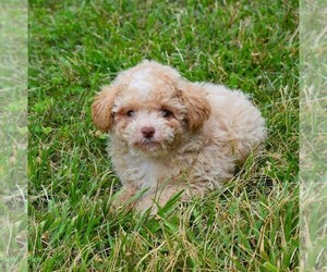 Poodle (Toy) Puppy for sale in BARNESVILLE, KS, USA