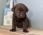 Small #1 Labrador Retriever