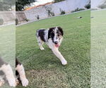 Small Border Collie