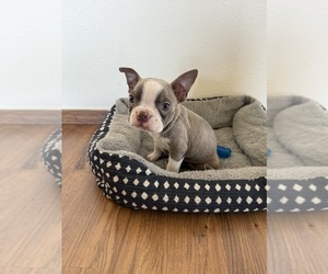 Boston Terrier Puppy for Sale in OROVILLE, California USA