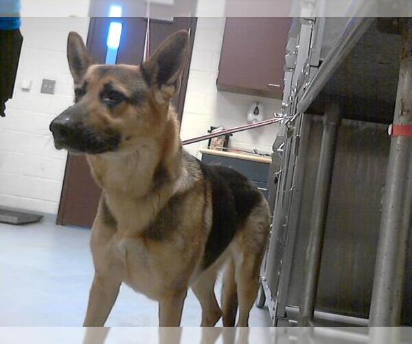 Medium Photo #1 German Shepherd Dog Puppy For Sale in Fayetteville, NC, USA