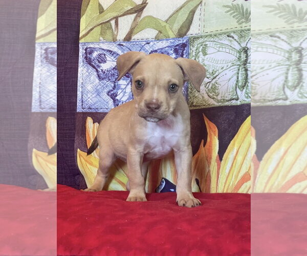 Medium Photo #1 Mutt Puppy For Sale in Rockaway, NJ, USA