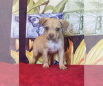 Small Mutt