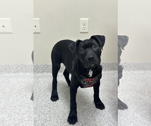 Mutt Dogs for adoption in Lancaster, PA, USA