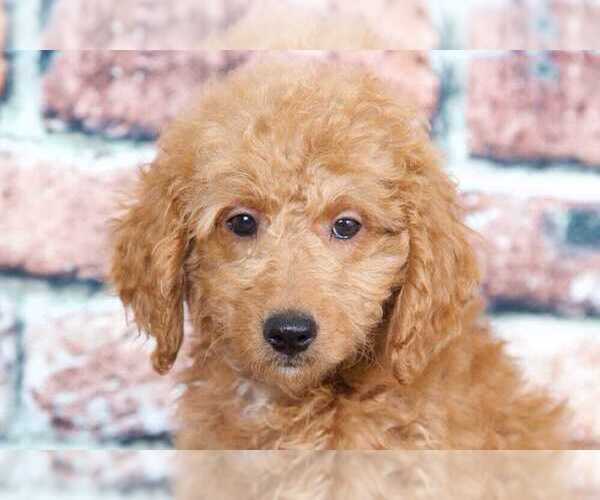 Medium Photo #2 Bichpoo Puppy For Sale in BEL AIR, MD, USA