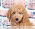 Small Photo #2 Bichpoo Puppy For Sale in BEL AIR, MD, USA
