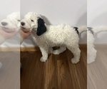 Small Photo #6 Sheepadoodle Puppy For Sale in YATES CENTER, KS, USA