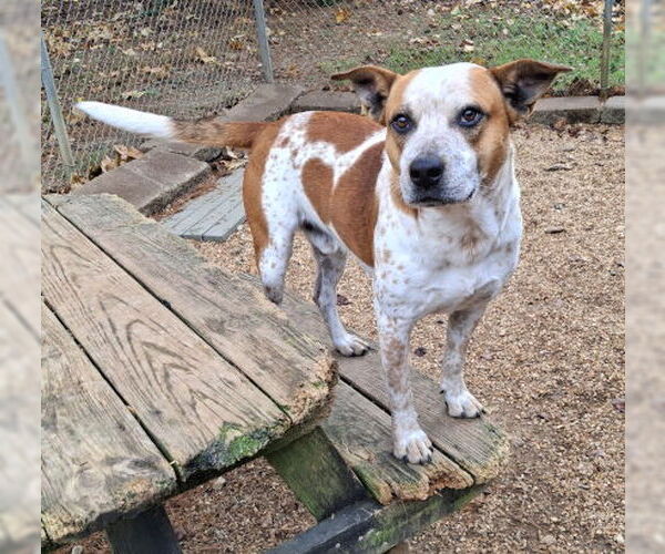 Medium Photo #2 Red Heeler-Staffordshire Bull Terrier Mix Puppy For Sale in Mountain View, AR, USA