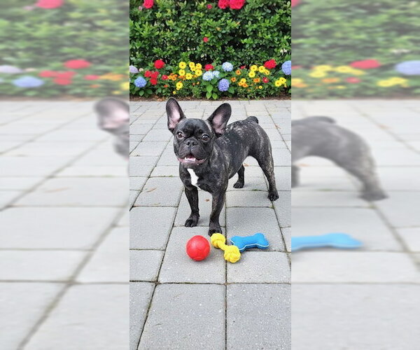 Medium Photo #7 French Bulldog Puppy For Sale in Weston, FL, USA