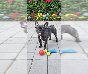 Kirstie - Female French Bulldog Dog for Adoption - Photo #7