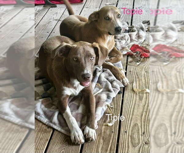 Medium Photo #4 German Pinscher-Unknown Mix Puppy For Sale in Wakefield, RI, USA