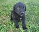 Small Labrador Retriever