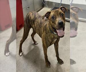 Mutt Dogs for adoption in Forestville, MD, USA