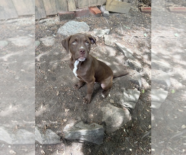Medium Photo #2 American Pit Bull Terrier Puppy For Sale in FAIRBURN, GA, USA