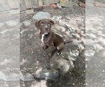 Small #1 American Pit Bull Terrier