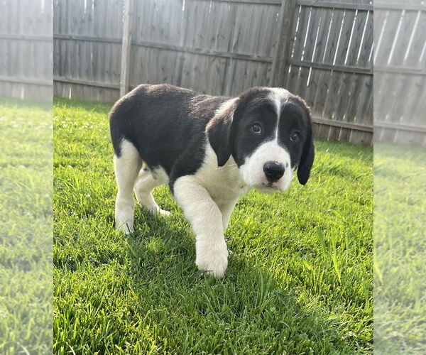 Medium Photo #3 Australian Shepherd-Great Pyrenees Mix Puppy For Sale in Aurora, IN, USA