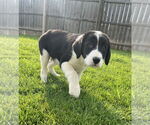 Small #2 Australian Shepherd-Great Pyrenees Mix