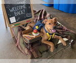 Small Photo #2 Boxer-German Shepherd Dog Mix Puppy For Sale in Southbury, CT, USA