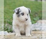 Small Photo #3 Miniature Australian Shepherd Puppy For Sale in EPHRATA, PA, USA