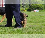 Small #2 German Shepherd Dog