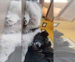 Small Photo #3 Border Collie Puppy For Sale in OAK HARBOR, WA, USA