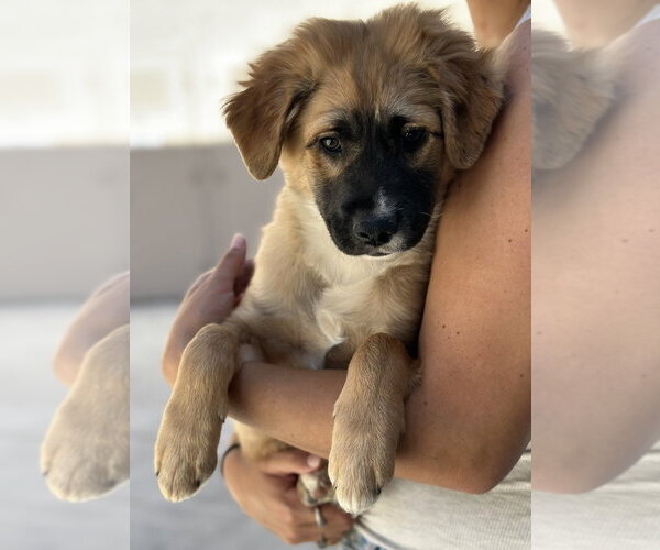 Medium Photo #5 Cocker Spaniel-Unknown Mix Puppy For Sale in Dana Point, CA, USA