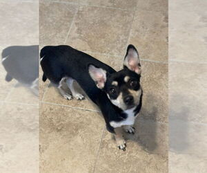 Chihuahua Dogs for adoption in Oak Bluffs, MA, USA