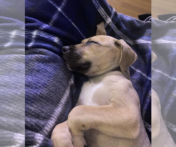 Medium Photo #5 Mutt Puppy For Sale in Doylestown, PA, USA