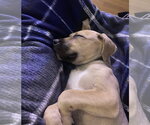 Small #4 Mutt