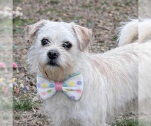 Mutt Dogs for adoption in Yardley, PA, USA