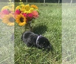 Small #2 Labrador Retriever