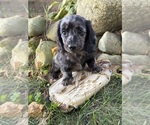Truffles - Female Dachshund Puppy for Sale - Photo #5