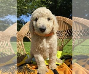 Poodle (Standard) Puppy for Sale in PINEVILLE, Kentucky USA