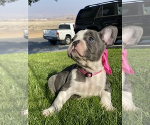 French Bulldog Puppy for sale in BAKERSFIELD, CA, USA