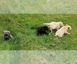 Small #8 Labrador Retriever