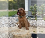 Small Photo #4 Golden Retriever Puppy For Sale in AQUILLA, TX, USA